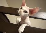 Milk - Devon Rex Kitten For Sale - Newark&comma; CA&comma; US