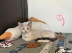 Coca Cola - Devon Rex Kitten For Sale - Newark&comma; CA&comma; US