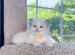 R251 - Ragdoll Kitten For Sale - Los Angeles&comma; CA&comma; US