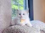 R251 - Ragdoll Kitten For Sale - Los Angeles&comma; CA&comma; US