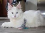 Adira tica health tested parents price reduced - Maine Coon Kitten For Sale - Zanesville&comma; OH&comma; US