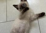 Tobby - Siamese Kitten For Sale - Riverside&comma; CA&comma; US