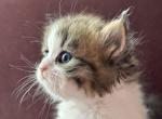Cutie  Dollface Persian - Persian Kitten For Sale - 