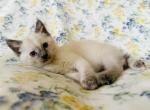 Eleanor - Siamese Kitten For Sale - Akron&comma; OH&comma; US