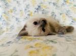 Eleanor - Siamese Kitten For Sale - Akron&comma; OH&comma; US