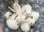 Sweet Ragdoll babies near Cincinnati - Ragdoll Kitten For Sale - Lebanon&comma; OH&comma; US