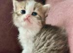 Patootie - Persian Kitten For Sale - 