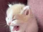 Jellybean - Persian Kitten For Sale - 