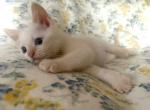 Ulysses - Siamese Kitten For Sale - Akron&comma; OH&comma; US