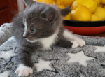 Natalia - Ragdoll Kitten For Sale - 