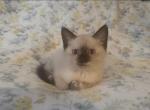 Mimosa - Siamese Kitten For Sale - Akron&comma; OH&comma; US
