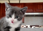 Selena - Ragdoll Kitten For Sale - Staten Island&comma; NY&comma; US
