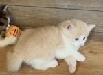 Butterball - Persian Kitten For Sale - 