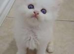 Huo Huo Flame bicolor - Ragdoll Kitten For Sale - Frisco&comma; TX&comma; US