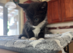 Bruce - Ragdoll Kitten For Sale - 