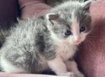Blueboy - Persian Kitten For Sale - Temecula&comma; CA&comma; US