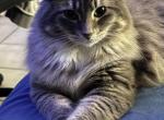 Lexi - Domestic Cat For Adoption - Yuma&comma; AZ&comma; US
