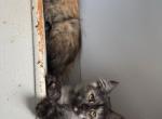 Tortie girl - Maine Coon Kitten For Sale - Peabody&comma; MA&comma; US
