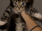 Fluffy kittens - Maine Coon Kitten For Sale - Peabody&comma; MA&comma; US