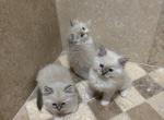 Magicial - Ragdoll Kitten For Sale - Sutter Creek&comma; CA&comma; US