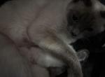 Lucys babies August - Siamese Kitten For Sale - Worcester&comma; MA&comma; US