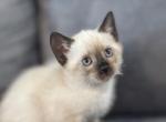 Beautiful Siamese kitty - Siamese Kitten For Sale - 
