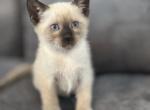 Beautiful Siamese kitty - Siamese Kitten For Sale - 