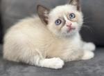 Adorable Siamese kitty - Siamese Kitten For Sale - 