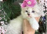 Sweet Baby - Ragdoll Kitten For Sale - Blacksburg&comma; VA&comma; US