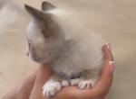 Cute Bicolor Siamese - Siamese Kitten For Sale - 