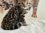 Bengal Kittens For Rehoming - Bengal Kitten For Sale - Dallas&comma; TX&comma; US