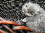 Silver tabby - Persian Kitten For Sale - 