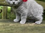 British Shorthair Kittens For Rehoming - British Shorthair Kitten For Sale - Dallas&comma; TX&comma; US