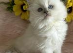 Ragdoll Kittens For Rehoming - Ragdoll Kitten For Sale - Dallas&comma; TX&comma; US
