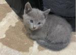 Russian Blue Kittens For Rehoming - Russian Blue Kitten For Sale - Dallas&comma; TX&comma; US