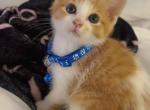 Beautiful kitten - American Shorthair Kitten For Sale - Dearborn Heights&comma; MI&comma; US