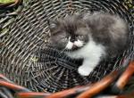 Black and white - Exotic Kitten For Sale - Plymouth&comma; MN&comma; US