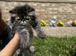 Brown tabby - Persian Kitten For Sale - Plymouth&comma; MN&comma; US