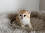 Litter b 1 - British Shorthair Kitten For Sale - Buffalo&comma; NY&comma; US