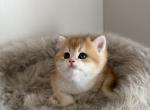 Litter b 2 - British Shorthair Kitten For Sale - 