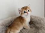 Litter b 3 - British Shorthair Kitten For Sale - Buffalo&comma; NY&comma; US