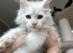 Maine Coon - Maine Coon Kitten For Sale - CA&comma; US