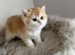 Litter b 4 - British Shorthair Kitten For Sale - Buffalo&comma; NY&comma; US