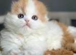 Urban - Scottish Fold Kitten For Sale - Staten Island&comma; NY&comma; US