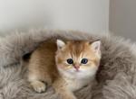 Litter b 5 - British Shorthair Kitten For Sale - Buffalo&comma; NY&comma; US