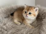 Litter b 6 - British Shorthair Kitten For Sale - Buffalo&comma; NY&comma; US