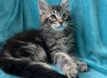 Boy V67 - Maine Coon Kitten For Sale - 