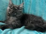 Girl V61 - Maine Coon Kitten For Sale - 