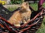 Orange tabby - Exotic Kitten For Sale - Plymouth&comma; MN&comma; US