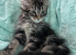 Girl V65 - Maine Coon Kitten For Sale - 